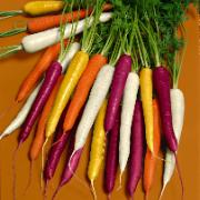 Fröband med Sommarmorötter 'Rainbow F:1 hybrid Mix'