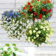 Kombination: Hängkrukor med sommarblommor