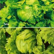 Kombinationserbjudande: 
Isbergssallad 'Lorquinas RZ' och 'Morinas RZ'