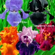 Trädgårdsiris kollektion, 5 sorter