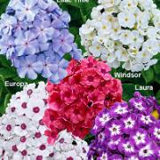 Höstflox i en doftande och rikligt blommande mix