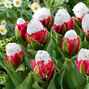 Tulpaner 'Ice Cream'