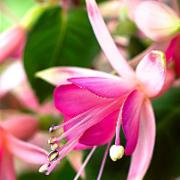 Stående Fuchsia 'Walz Jubelteen'