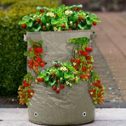 Jordgubbskasse med jordgubbsplantor