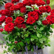 Terrassros 'Fritz Thiedemann'