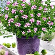 Doftpelargon 'Queen Of Lemon'