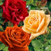 3 Storblomstrande Rosor 'Dame De Coeur', 'Diamond Jubilee' och 'Jamila'