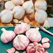 Kombinationserbjudande:
Vitlök i 2 sorter