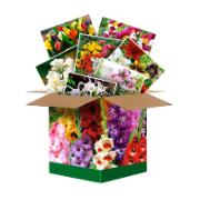 Överraskningspaket med sommarlökar Överraskningspaket med sommarlökar