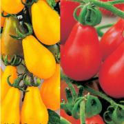Kombinationserbjudande:
Tomatfrön 'Red Pear' och 'Yellow Pearshaped'