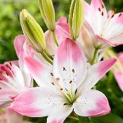 Asiatisk lilja 'Sugar Love'