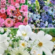 Mixad rabatt i blått, vitt och rosa - frömattor