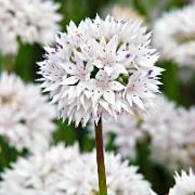 Allium amplectens 'Graceful'