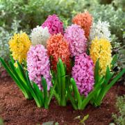 Hyacinter Mix