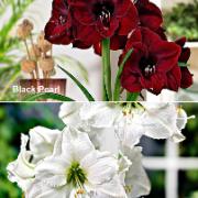 Amaryllis 'Black Pearl' & 'White Christmas'