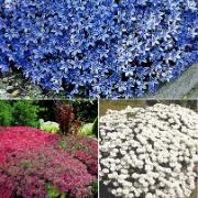 Kollektion med marktäckare