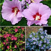 Kollektion med frilandshibiskus