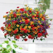 Trixi® 'Ayers Rock' Mix