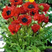 Jättevallmo 'Türkenlouis'