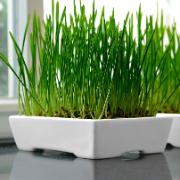 Små lådor med kattgräs