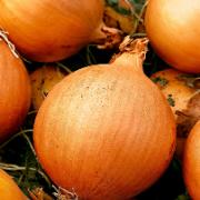 Lök 'Hybing' F:1 hybrid