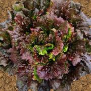 Bataviasallad 'Relay'