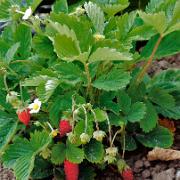 Fröband med månadssmultron 'Baron von Solemacher'