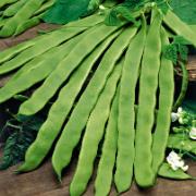 Skärböna 'Algarve'