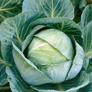 Vitkål 'Kilazol F:1 hybrid'