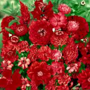 Frömatta för en röd rabatt