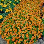 Fröband Orange Tagetes