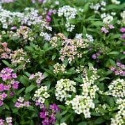 Fröband Strandkrassing 'Aphrodite' Mix