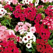 Fröband sommarflox 'Beauty' Mix