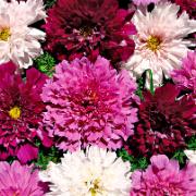 Rosenskära 'Double Click'