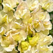 Luktärt 'Old Times'