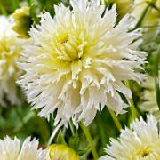 Storblommig Dahlia 'Ice Crystal'