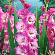 Storblommig Gladiol 'Rhapsody in Blue'