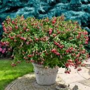 Vinterhärdig fuchsia 'Celia Smedley'