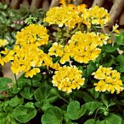 Gul Pelargonia