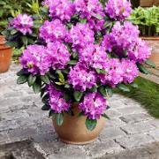 Rhododendron catawbiense
