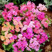 Lewisia Mix