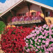 Hängnejlikor från Tyrolen