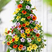 3 x Svartöga mix med hängkruka