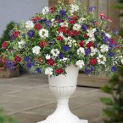Verbena ‘Belle Epoque’ Mix
