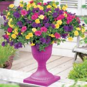 Calibrachoa 'Petticoat'