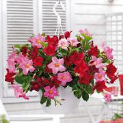 Bägarrankor med hängkruka