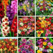 Paket med 550 blomsterlökar