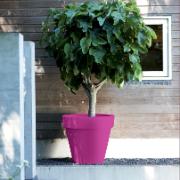 Pure® Round Fuchsia