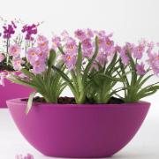 Pure® Soft Oval Fuchsia