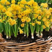 Narcisser 'Petticoat'